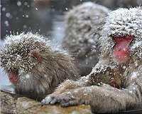 Monkeys eat fats and carbs to keep warm