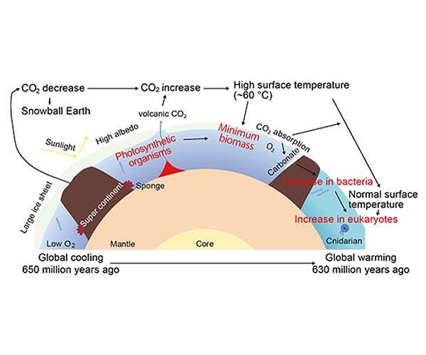 Bacterial bloom as the earth thawed: Photosynthetic organisms during the snowball earth