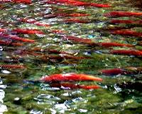 Genetically modified fish on the loose?