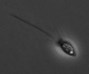Sodium channels evolved before animals' nervous systems