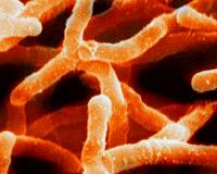 Bacteria under your feet