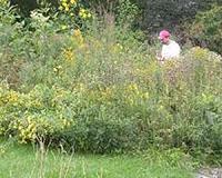Going native - for the soil