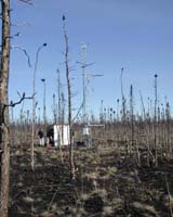 Developing Discussion On Soil Carbon Decomposition