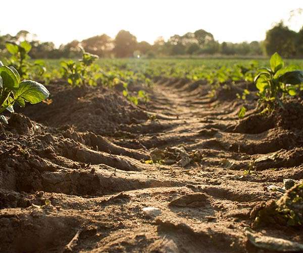 See-through soil substitutes help scientists study soil ecology
