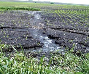 Winter crops reduce phosphorus runoff