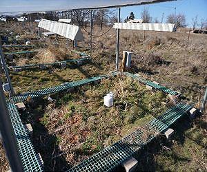 Soil Microbes Alter DNA in Response to Warming