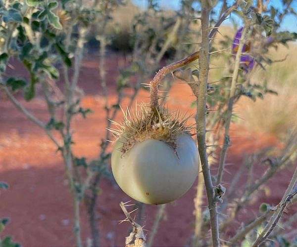 Landscape impact of Martu practices challenges traditional views of agriculture