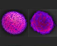 Solar panels for yeast cell biofactories