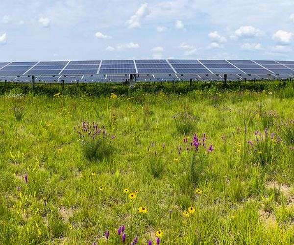 Insect populations flourish in the restored habitats of solar energy facilities