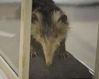 Fossils reveal how bizarre mammal beat extinction