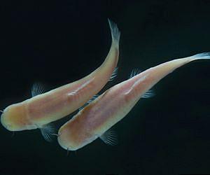 Circadian clocks in a blind fish