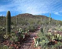 Desert cactus purifies contaminated water for aquaculture and drinking