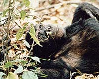 Female-Led Infanticide In Wild Chimpanzees
