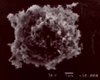 Snowballs to soot: The clumping density of many things seems to be a standard