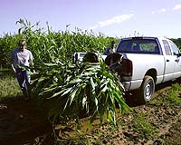 Frost And Sullivan Award Honours Global Biofuels