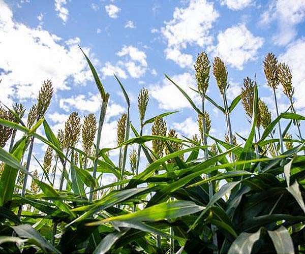 Researchers want to breed a sorghum variety that captures more carbon
