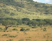 Savanna vegetation predictions best done by continent