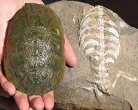 Study reveals origins of the turtle shell