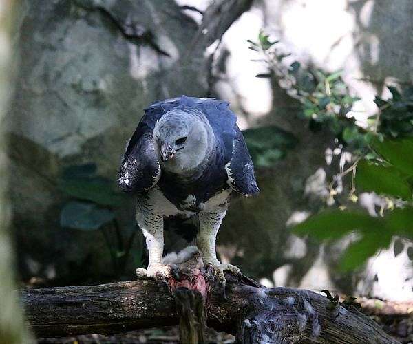 In Colombia, a long, perilous romance to save the harpy eagle