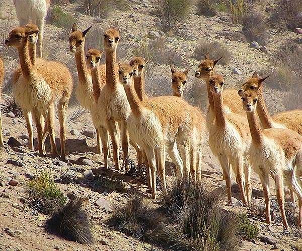 Ancient vicuna wool shearing tradition lives on in Peruvian Andes