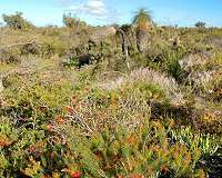 Explaining the history of Australia's vegetation