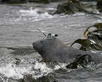 Southern elephant seals may adjust their diving behavior to stay in prey patches
