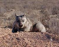 Female wombats indicate fertility by biting males