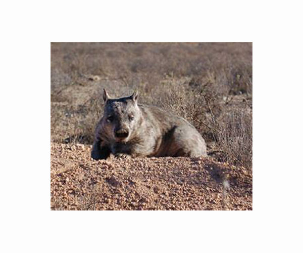 Australia tells US influencer: 'leave baby wombat alone'