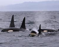Scientists film family of orcas using unmanned 'hexacopter'