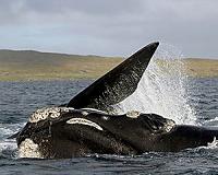 Drones give rare glimpse into Australian whales