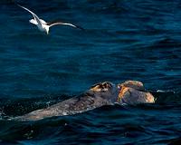 Southern right whale calf wounding by kelp gulls increased to nearly all over 4 decades