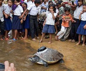Extremely rare turtle released into the wild