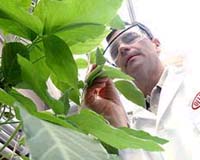 First Soybeans Grown in Space Similar to Earth-Grown Crops