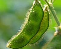 High CO2 levels can hurt soybean plants