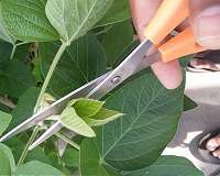 Soybean plants with fewer leaves yield more
