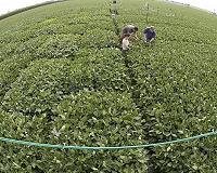 Scientists boost crop production by 47 percent by speeding up photorespiration
