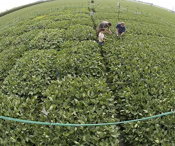 Drones and AI detect soybean maturity with high accuracy