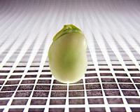 Research finds salt tolerance gene in soybean