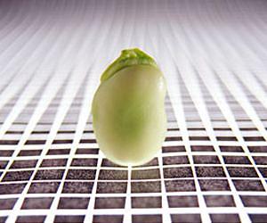 Soybeans a source of valuable chemical