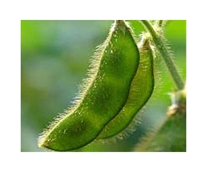 Genome Sequencing Speeds Ability To Improve Soybeans