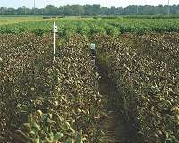 Soybean rust develops 'rolling' epidemics as spores travel north