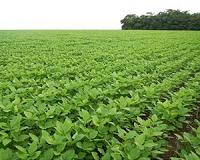 Brazil's Soy Moratorium still needed to preserve Amazon