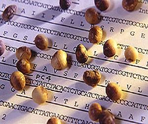 Mapping Out Pathways To Better Soybeans