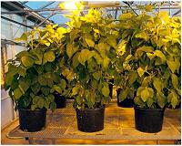 Fixing soybean's need for nitrogen