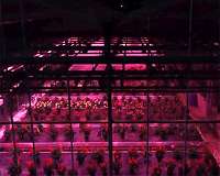 Space-inspired speed breeding for crop improvement