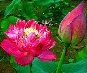 Space lotuses to touch down in Shanghai