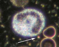 Nanobac Life Sciences Announces Space Act Agreement With NASA