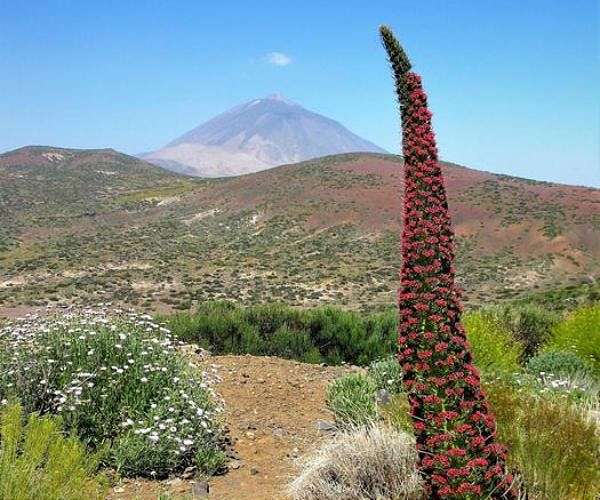 Evacuees return home as Spain's Tenerife fire stabilised
