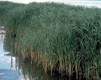 Boeing And UAE To Look at Biofuels From Desert Plants
