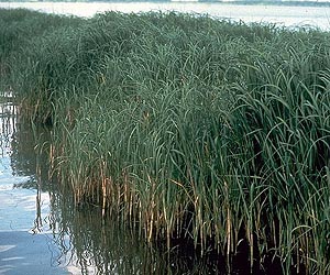 Mixing processes could increase the impact of biofuel spills on aquatic environments